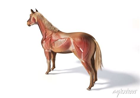Horse Anatomy Muscular System Posters For The Wall • Posters Zoology