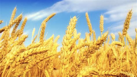 Harvest Season In China Fall Yields Bountiful Sights Cgtn