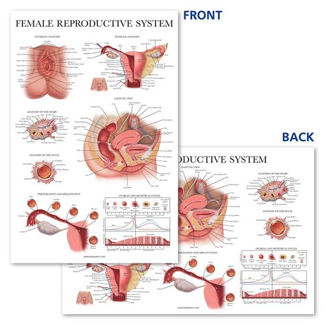 Laminated Female Reproductive System Anatomical Chart Female Anatomy