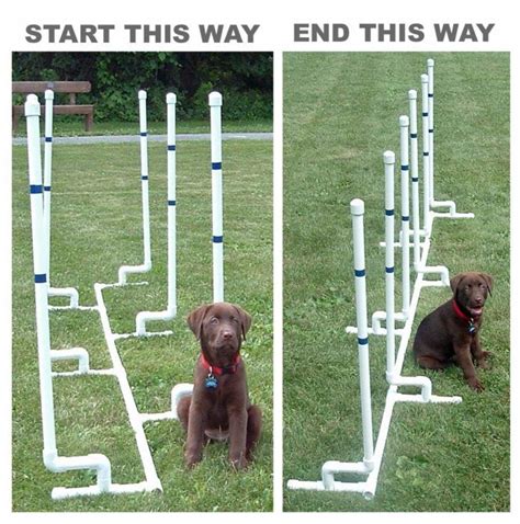 How To Teach Your Dog Agility Training Dog Agility Course Agility