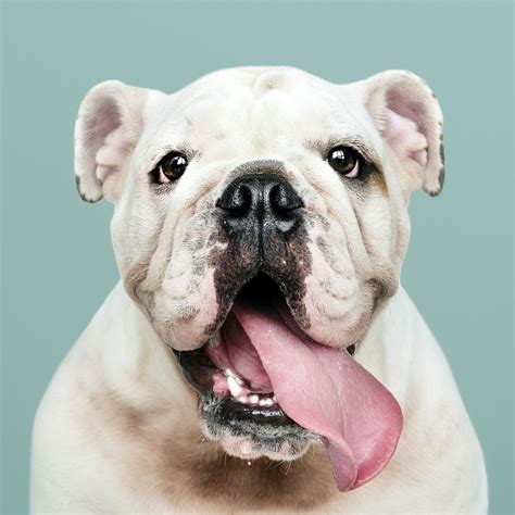 White English Bulldog Royalty Free Stock Photo High Resolution Image
