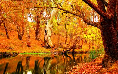 Autumn Fall Season Nature Landscape Leaf Leaves Color Seasons Tree Forest Wallpaper X