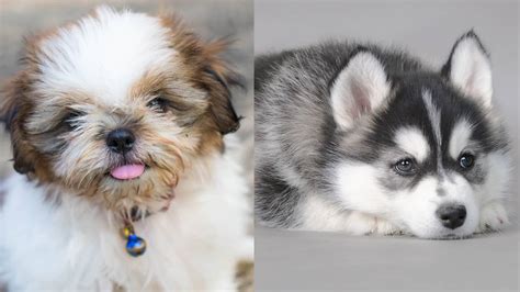Shih Tzu Husky Mix Breed Profile Paws And Learn