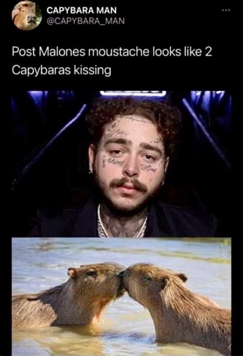 Capybara Man Apybaraman Post Malones Moustache Looks Like 2 Capybaras