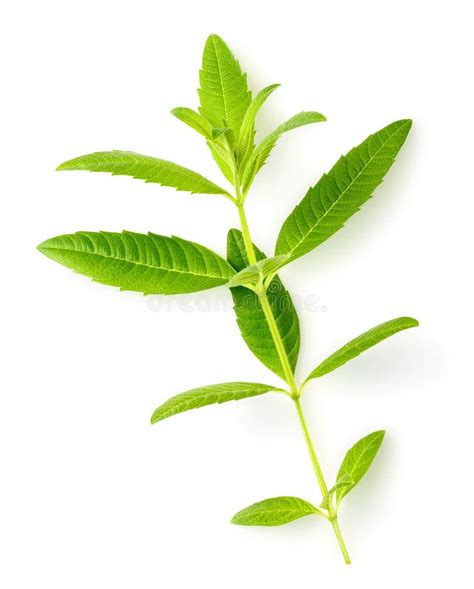 Fresh Lemon Verbena Leaves Isolated On White Stock Image Image Of