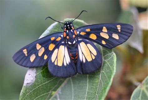 Butterflies Of South Africa Naturetrek