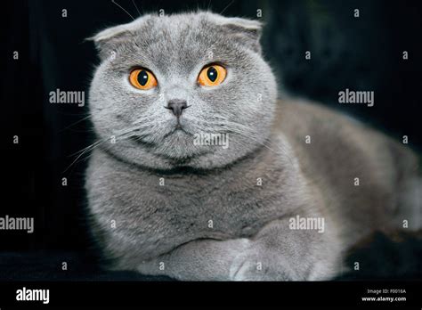 British Shorthair Felis Silvestris F Catus Grey Haired Cat With