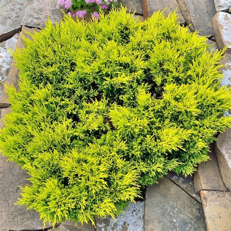 Juniper Lime Glow Conifer Shrub For Sale Free Uk Delivery