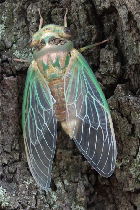 Everything You Need To Know About Cicadas Cicada Tree Stem Flying