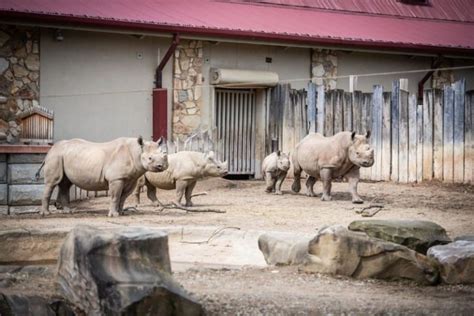 Cleveland Metroparks Zoo Expanding Rhino Habitat Blooloop