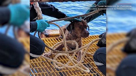 Dog Found Swimming In Sea 135 Miles From Land