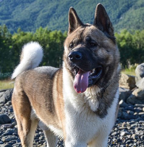 History And Characteristics Of The Akita Dog Breed Pethelpful By