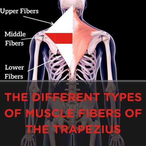 Muscle Breakdown Trapezius