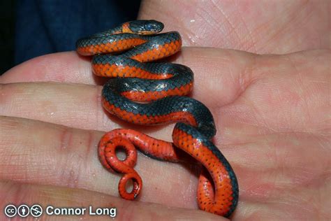 Meet the snake ring that'll charm them all. Coral-bellied Ring-necked Snake - Diadophis punctatus ...