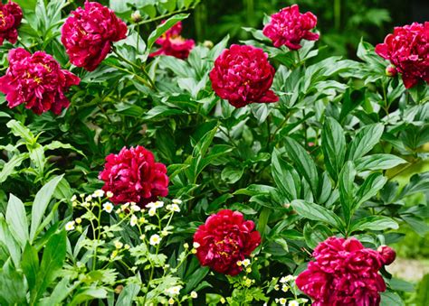 Peonies 6 Fun Facts And 5 Essential Growing Tips Blog At Thompson And Morgan Peonies Great