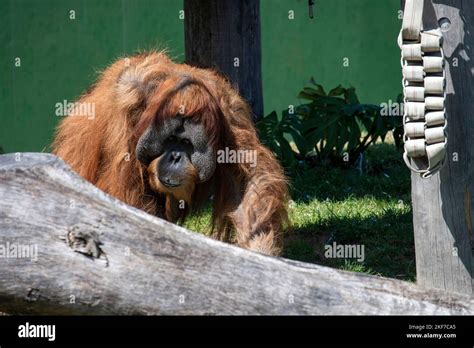 A Sumatran Orangutan Pongo Abelii At Sydney Zoo In Sydney Nsw