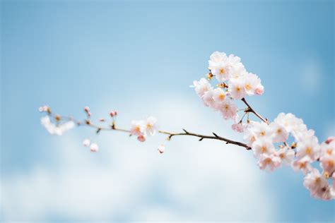 Spring Flower Blossoms On A Branch With A Blue Sky Background Spring