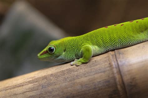 Free Stock Photo 2228 Green Gecko Freeimageslive