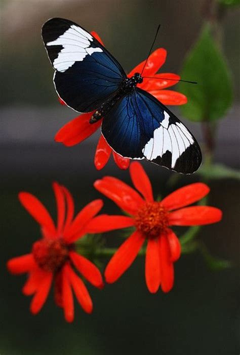 Photos vectors footage audio tools. 50 Beautiful Pictures Of Flowers And Butterflies