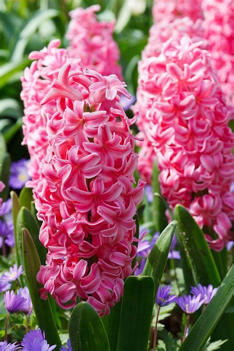 Top 10 Scented Plants That Will Make Your Garden A