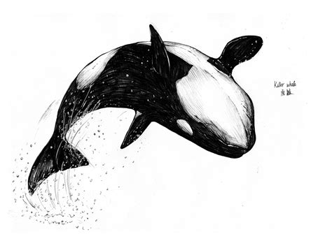 Sketchwhale04 Animal Illustration Art Whale Tattoos Orca Tattoo