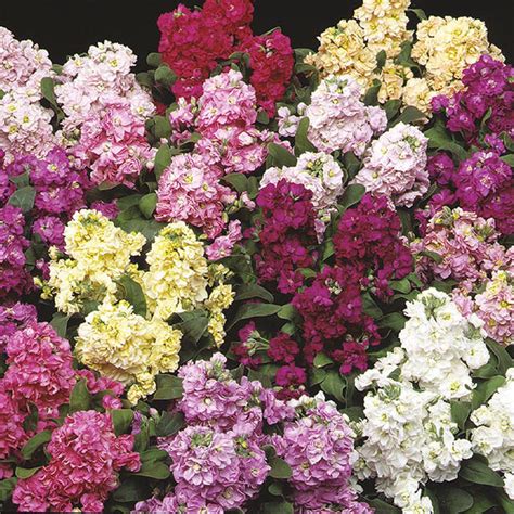 Aside from its physical characteristics, this plant is popular as a symbol of. Stock Cinderella Mixed Seeds from Mr Fothergill's Seeds ...