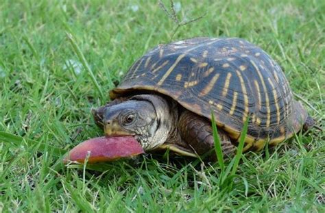 Do Box Turtles Eat Meat