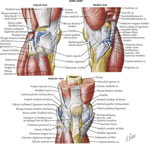 Multiple Aspects Of The Knee Netter Anatomy Of The Knee Human Knee