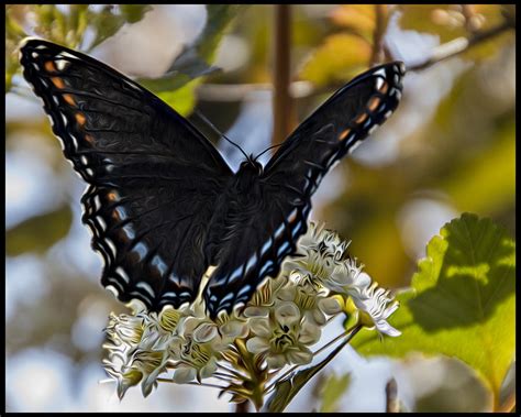 Beautiful Black Butterfly Digital Art By Darlene Greydanus Fine Art