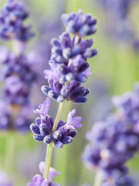 Lavandula Angustifolia English Lavender World Of