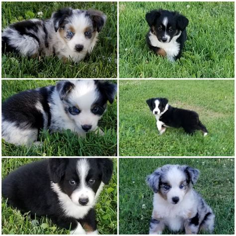 There are 475 mini australian shepherd for sale on etsy, and they cost $14.79 on average. Puppies for sale - Miniature Australian Shepherd ...