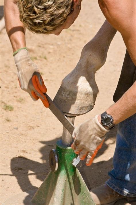 A Barefoot Hoof Trimmers Guide To Tool Use Easycare Hoof Boot News