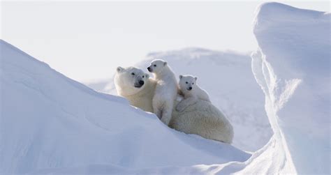 Images Of Polar Bears In The Arctic