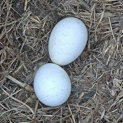 It is controlled by either eggman nega or dr. Eagle eggs - EXOTIC FEATHERS BIRDS SHOP