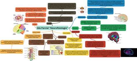 Caso Clinico Neuro Mapa Mental Porn Sex Picture