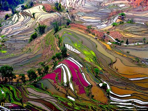 Most Beautiful Terraced Rice Fields