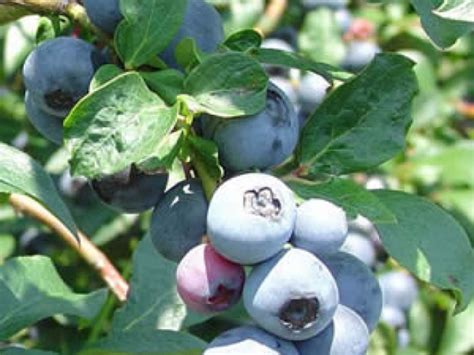 You Can Grow Blueberries In Jamaica Plain Jamaica Plain