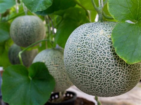 This companion planting chart is compiled from personal experience, recommendations, folklore, and science. Planting Cantaloupe - How To Grow Cantaloupe Melons