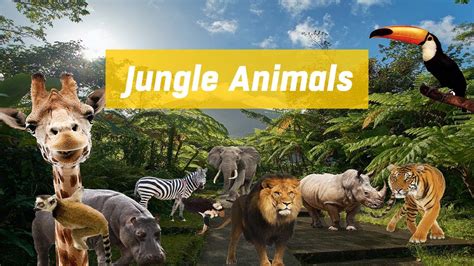 Jungle Animals Sounds Children Learn Jungle Animals Sounds And Names
