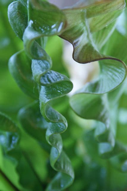 Curly Leaf Fern Explored Flickr Photo Sharing