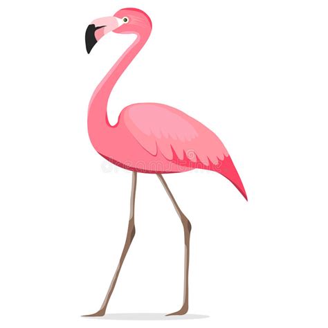 Flamingo A Set Of Pink Flamingos Stock Vector Illustration Of