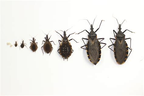 Kissing Bugs And Chagas Disease In The Us Texas Aandm