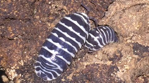 Zebra Isopods Ant Farms Insects Arthropods