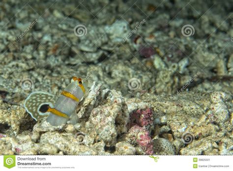 Goby Fish Stock Image Image Of Coral Yellow Holiday 39825501
