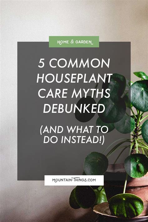 Common Houseplant Care Myths Debunked And What To Do Instead