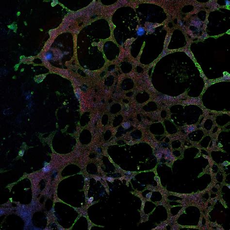 Human iPSCs culture and cardiomyocyte subtype differentiation in fully