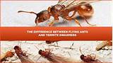 Termite Photos Flying Ants Pictures