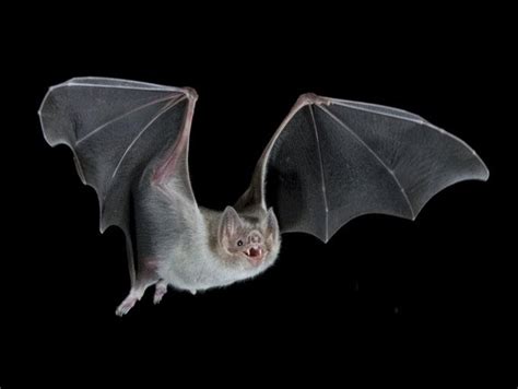 The Evolution Of Darwin 2008 Evolution Of Vampire Bats A Little History