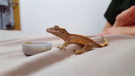 Feeding A Baby Crested Gecko Youtube