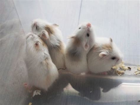 Roborovski Hamsters For Sale Ukpets